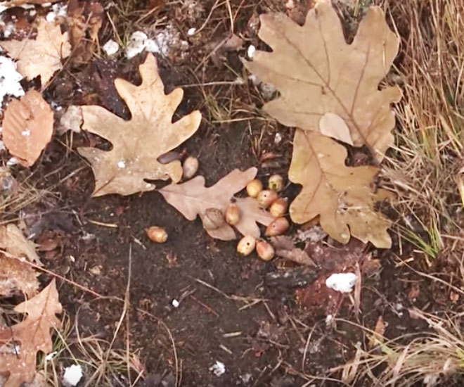 Identify the Best Oak Trees on Public Hunting Land