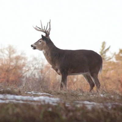 Illinois Rut Hunt | Land Of Whitetail TV