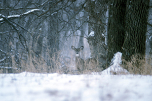 Illinois deer winter