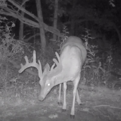 Keep This In Mind When Using Deer Minerals