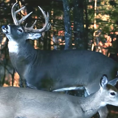 Keep the Ladies Happy | Land of Whitetail TV