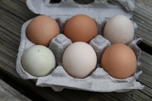 Local_Chicken_Eggs (300x200)