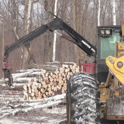 Logging and Hinge-Cutting: Strategic Tools for Deer Habitat