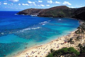 Hawaii deer