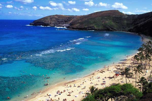 Hawaii deer