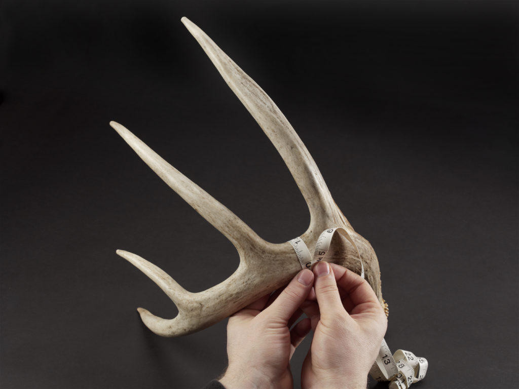 How Much Do Deer Antlers Shrink