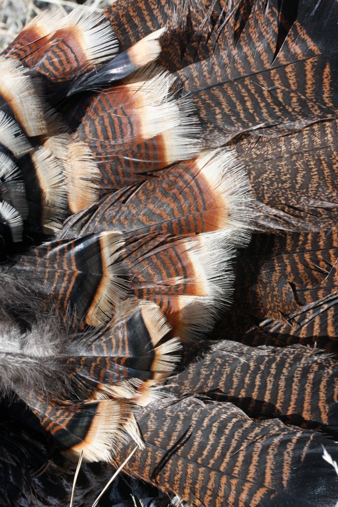 The glorious colors of a gobbler's feathers never cease to amaze and stir the passions any hunter of any age.
