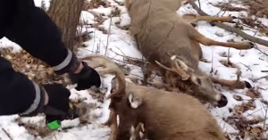 Minnetonka PD freeing locked buck6