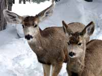 What State is Limiting or Eliminating Antlerless Deer Licenses?