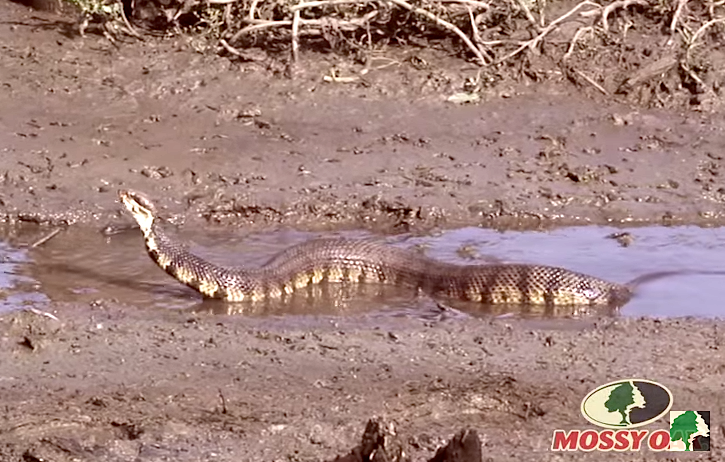 Mossy Oak Water Moccasin