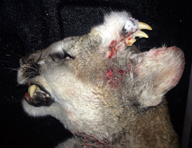 This young mountain lion with fangs and teeth growing from its head was killed in Idaho. (Photo: Idaho DNR)