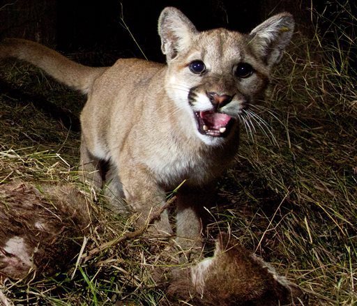 Curious about the game camera flash or noise? Apparently so, as this mountain lion cub looks at the camera to investigate. (Photo: NPS)