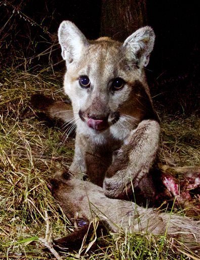 The game camera apparently triggered this inquisitive response from the mountain lion. (Photo: NPS)