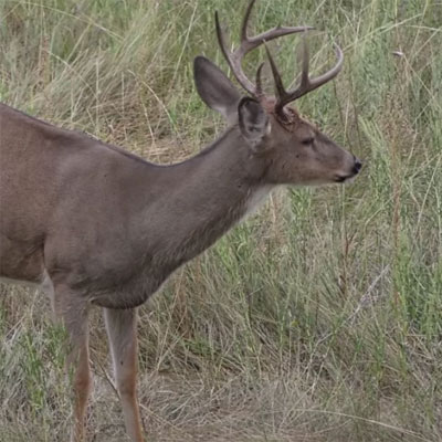 Northeast Wyoming | Destination Whitetail TV