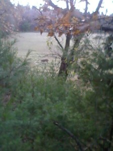 Mature buck eating Nutra Deer Party Mix.