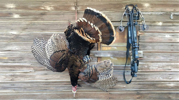 Off-Season Bonus: Crossbow Turkey Hunting Tips