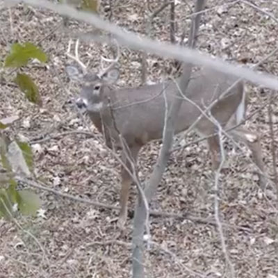 One of the Most Overlooked Tactics for Gun Deer Hunters
