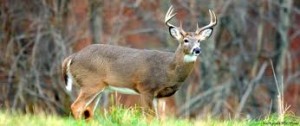 Pennsylvania hunters are being asked to help with a new deer-forest research study.