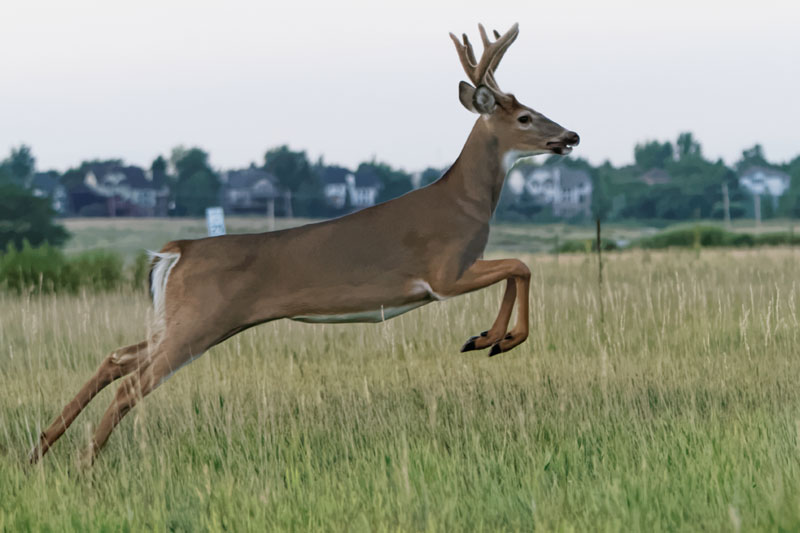 Philadelphia Archery Hunting Season