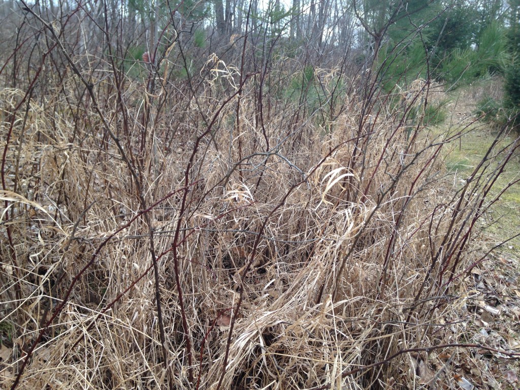 Before: Trail is overgrown with thorny brush and weeds. (photo by Dan Schmidt)