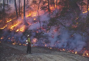 Prescribed burning is one great way to eliminate understory growth and leaf litter, and rejuvenate the soil.