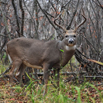 Public Hunting Land Key
