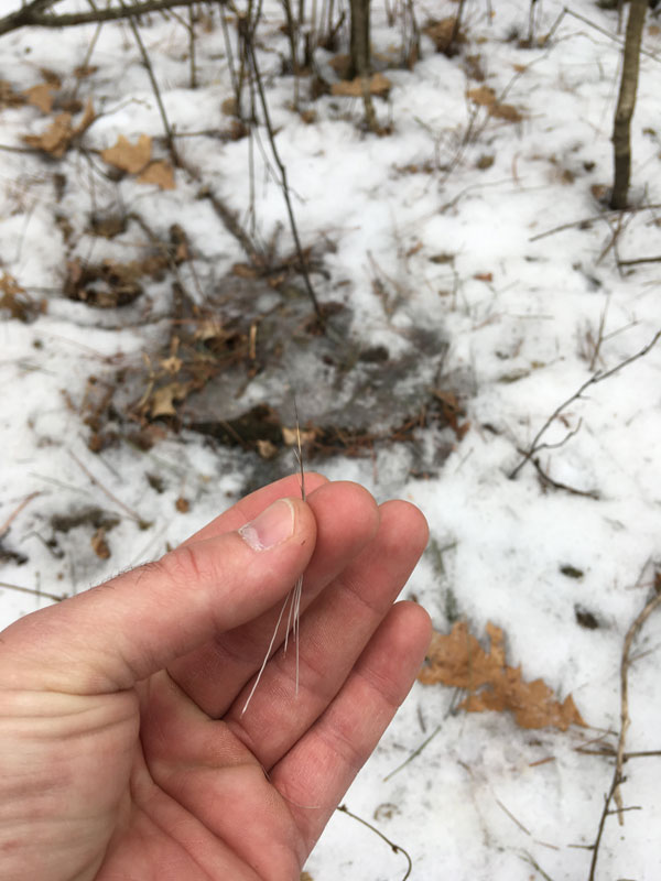 Public Land Hunting