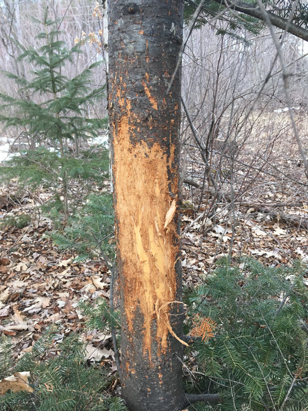 Public Land Hunting