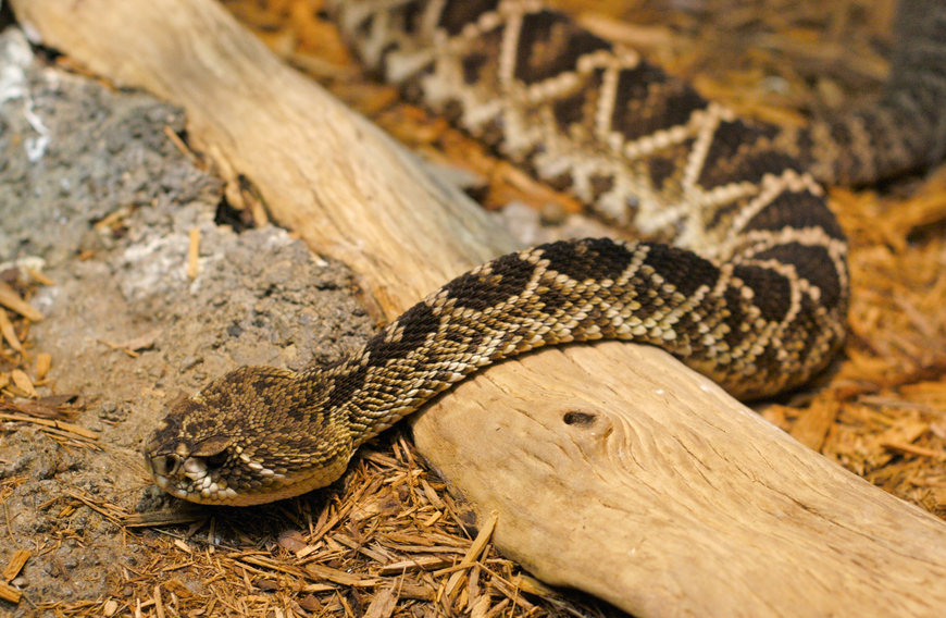 A good revolver and birdshot is an effective deterrent for rattlesnakes when you're working at deer camp in spring and summer. (Photo: Wiki)
