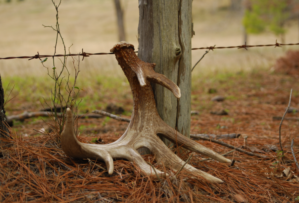 One hot spot to search for sheds is a fence crossing. An antler is often jarred loose when the buck lands after jumping the fence. (Photo: Austin Delano)