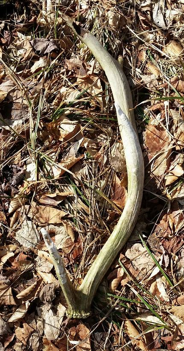 SHEDS Clifton B Whimms PA elk shed from 2014 but found in 2015