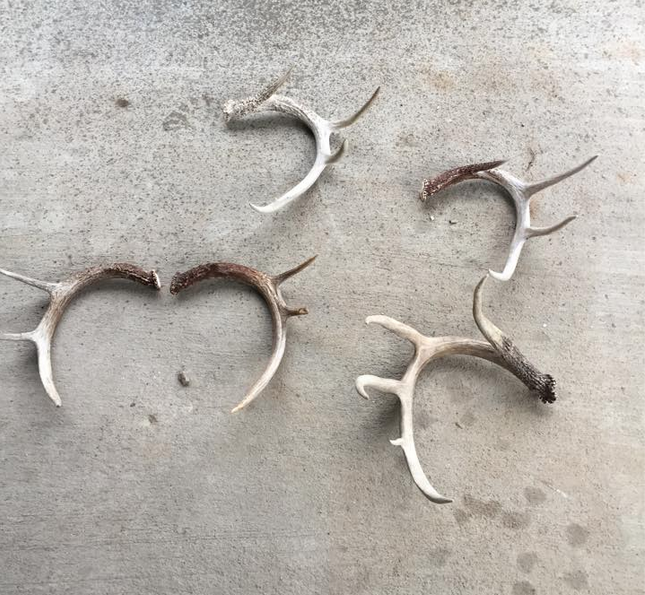 SHEDS Krista Cody Holland
