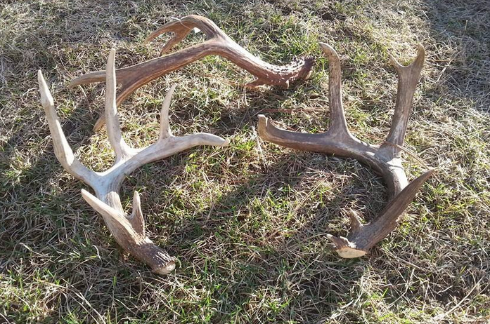 SHEDS Mason McGinnis