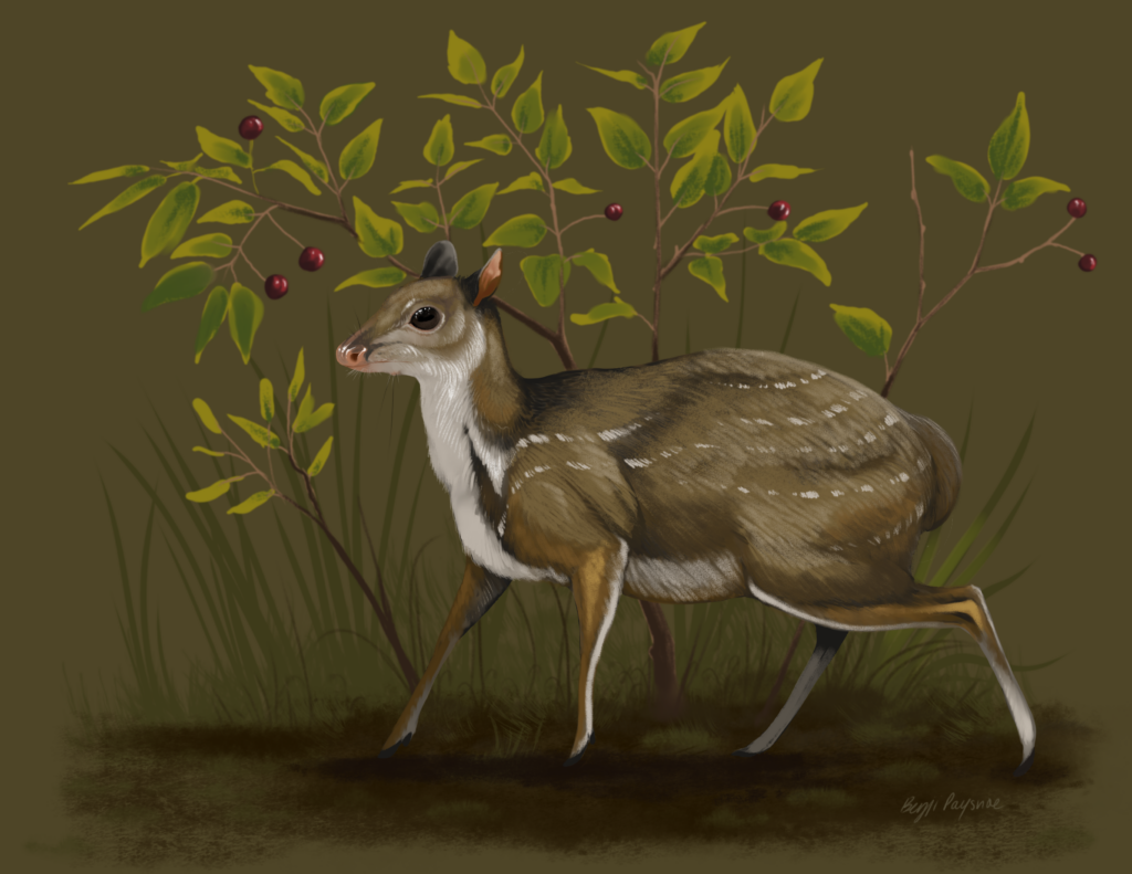Tiny, Antlerless Deer Roamed South Dakota 32 Million Years Ago