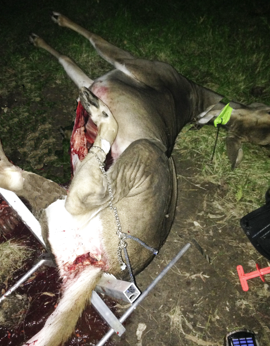 The High Tail helps hunters cleaning deer by lifting the rump, which can be helpful if you're alone.