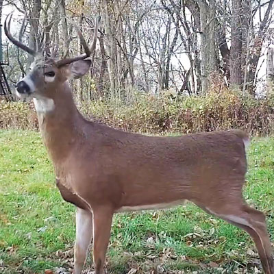 Scrape Hunting System: Turn Up the Daylight Action