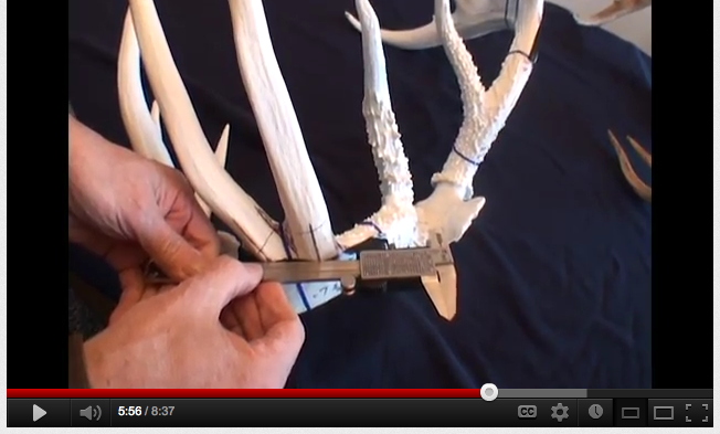 World record whitetail King Buck is world record whitetail