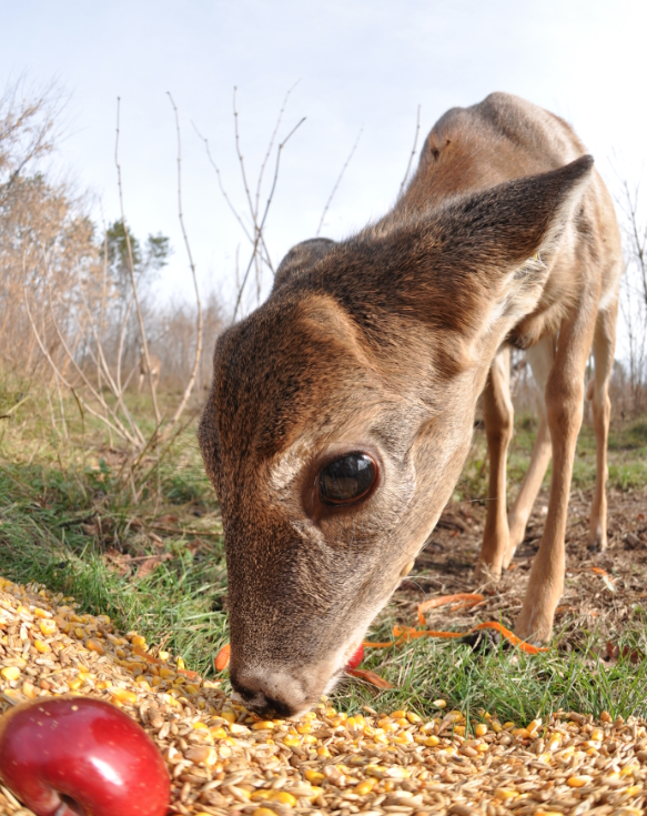 Minnesota Deputy Denies Hunting Over Illegal Deer Feed