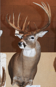 This is the buck, as displayed at the 2011 Illinois Deer Classic. The entry card read, "Archery - Marc Anthony, Goodfield, Schuyler County, 12-pointer, 2010, 187-4/8." Photo courtesy of Jeff Lampe, www.heartlandoutdoors.com. Lampe broke the story on the controversy last Saturday.