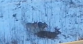 An average wolf will kill as many as 20 white-tailed deer per year.