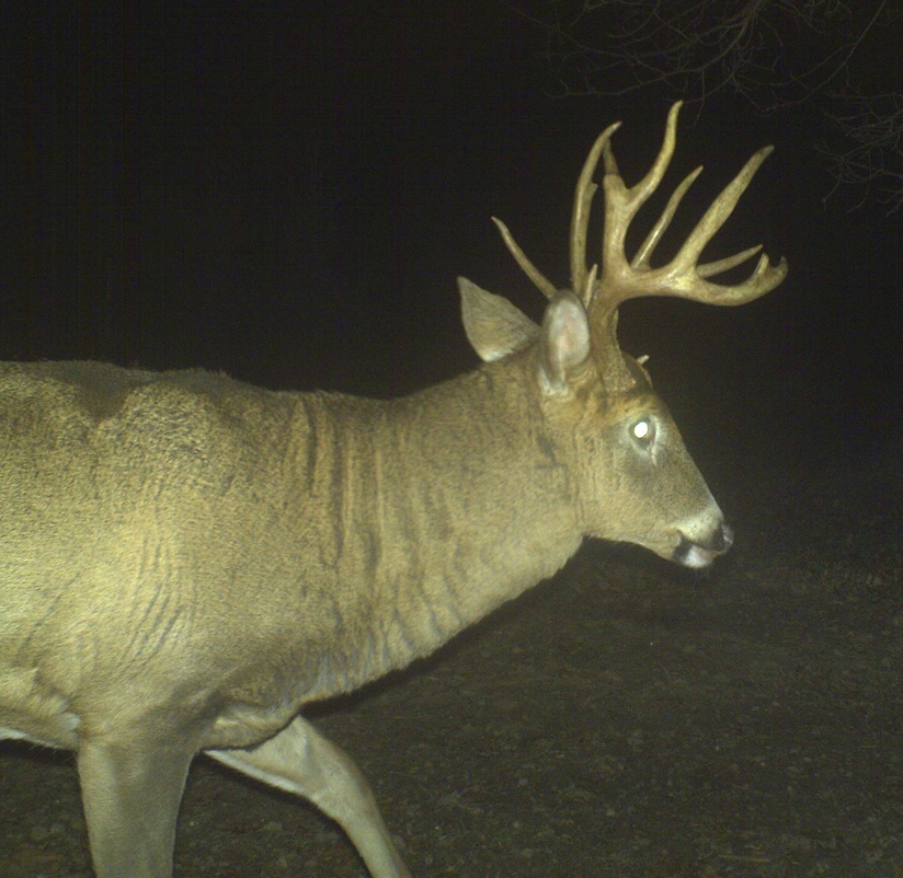 Spook a buck one time, and he will most likely adopt nocturnal behavior for at least a little while.