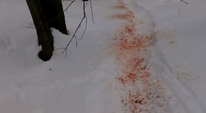 Blood-Trailing Whitetails is a computer CD that includes resources to help you better understand wounded deer behavior.