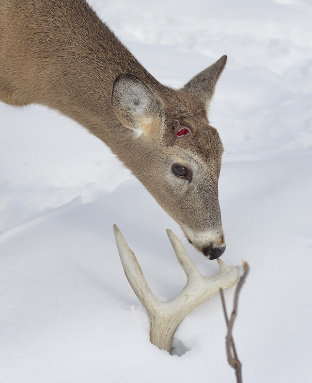 Now that we are in March, most white-tailed bucks have shed their antlers. (Deer & Deer Hunting photo)