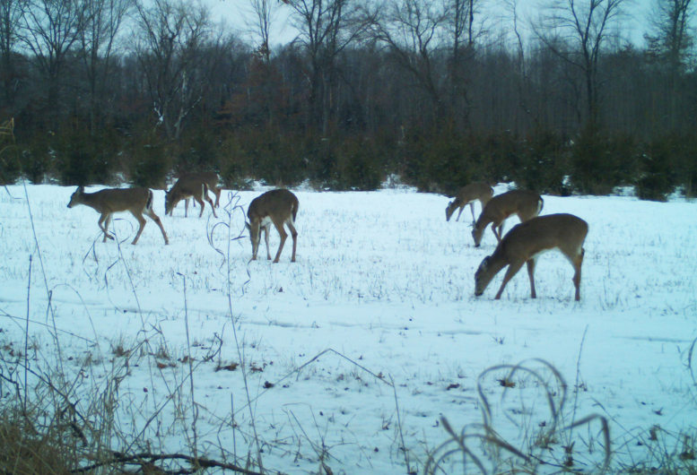 Waupaca County, Wisconsin, is home to more than 60,000 whitetails. (photo by Dan Schmidt)