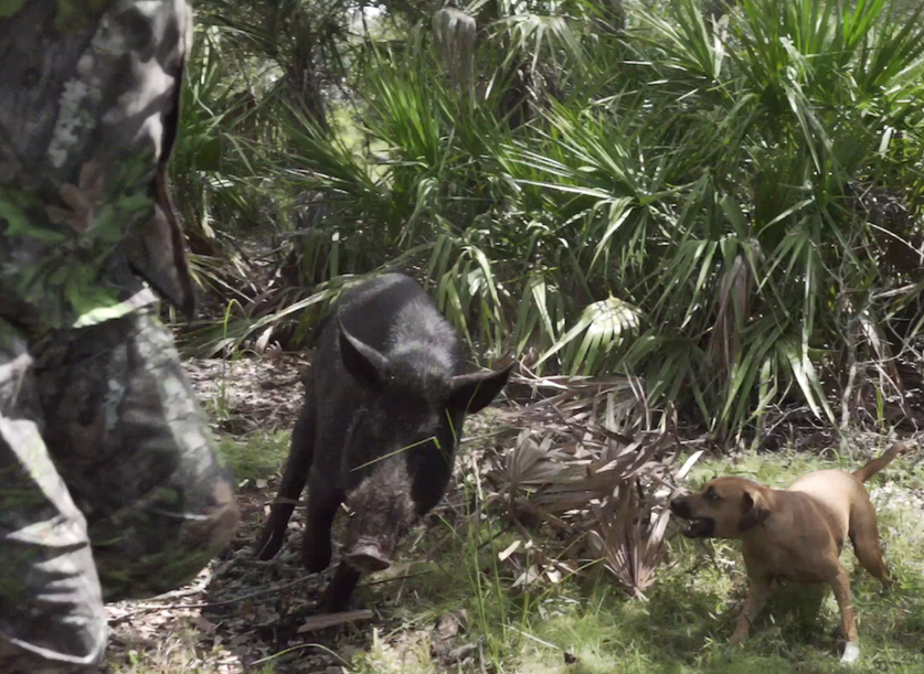 How to Eliminate Wild Hogs From an Area