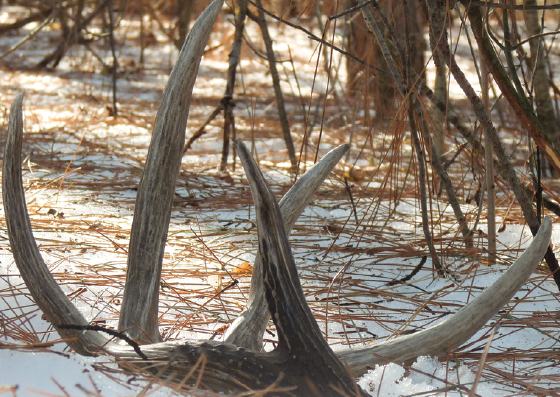 10 Tips for Finding More Sheds