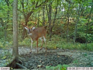 big buck mineral lick