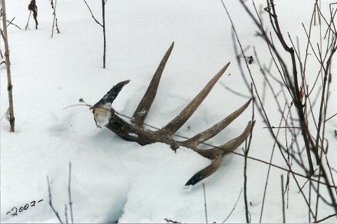When snow starts melting in the Midwest and Northeast, it's a good time to locate sheds that have been covered up.