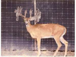 Texas Deer Breeding - whitetail hunting - white-tailed deer