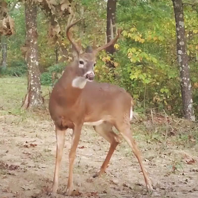 Small Steps to Create Better Whitetail Habitat